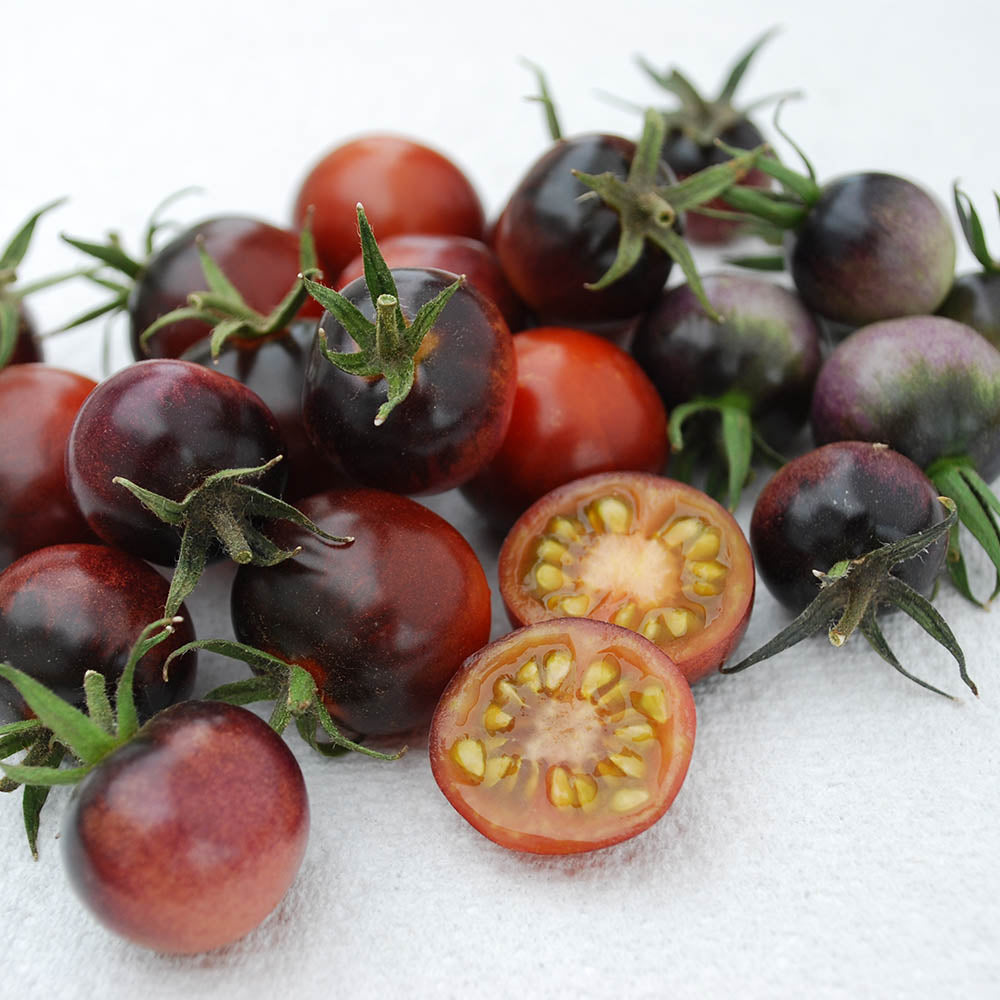 Tomato Indigo™ Blue Berries Organic Seed Seeds