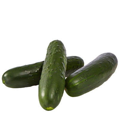 Cucumber Bristol F1 Seed Seeds