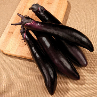 Eggplant Shikou F1 Seed Seeds
