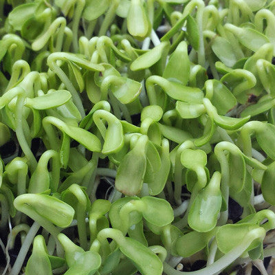 Sunflower Sprouts Seeds Seeds