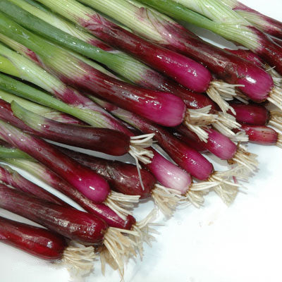 Onion Red Bunching F1 Seed Seeds
