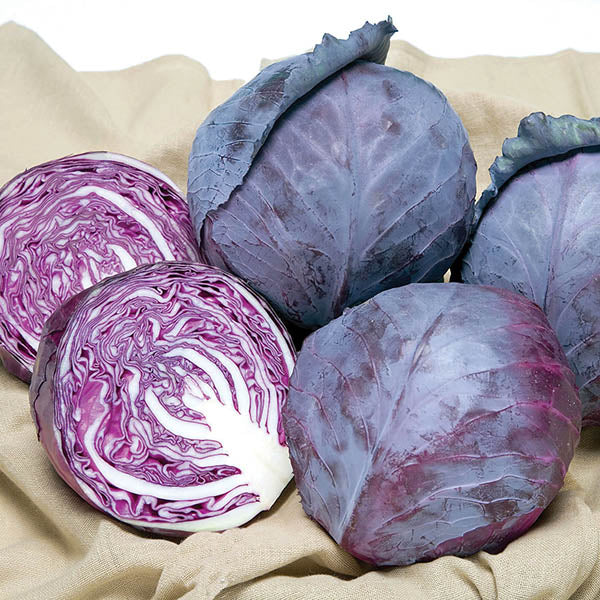 Cabbage Ruby Ball Improved F1 Seeds