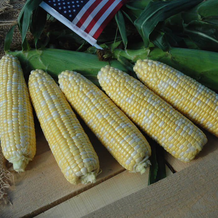 Sweet Corn American Dream F1 Seed Seeds