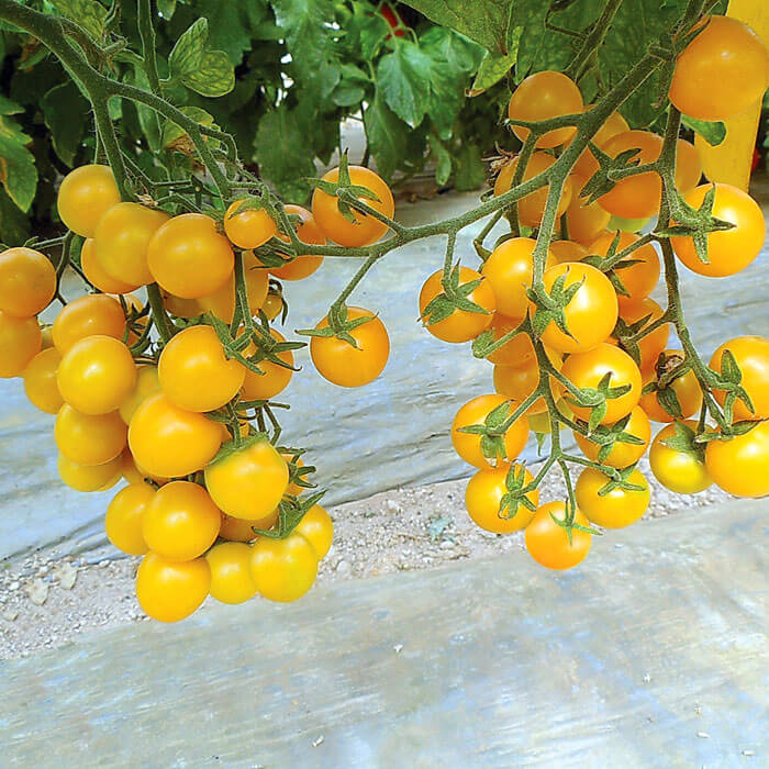 Tomato Esterina F1 Organic Seed Seeds