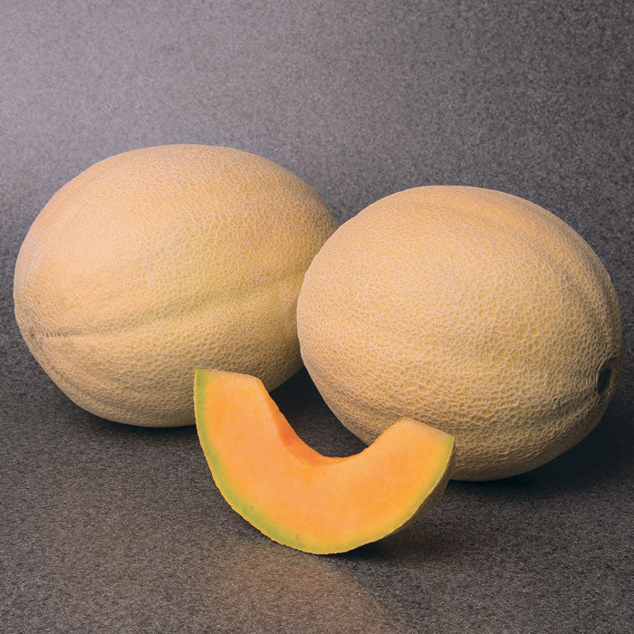Melon Astound F1 Seed Seeds