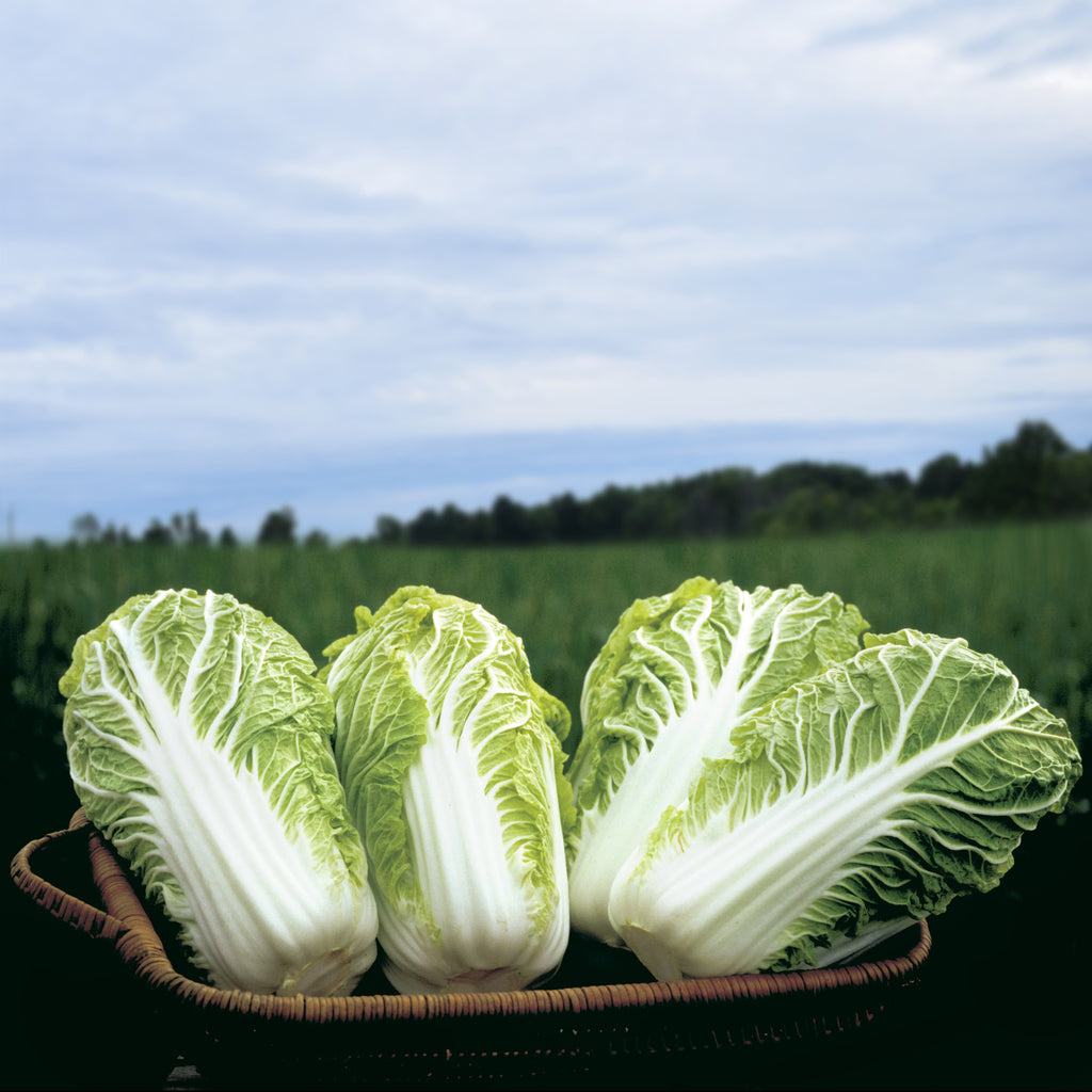 Cabbage Bilko F1 Organic Seed Seeds