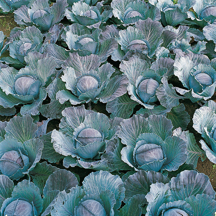 Cabbage Integro F1 Organic Seed Seeds