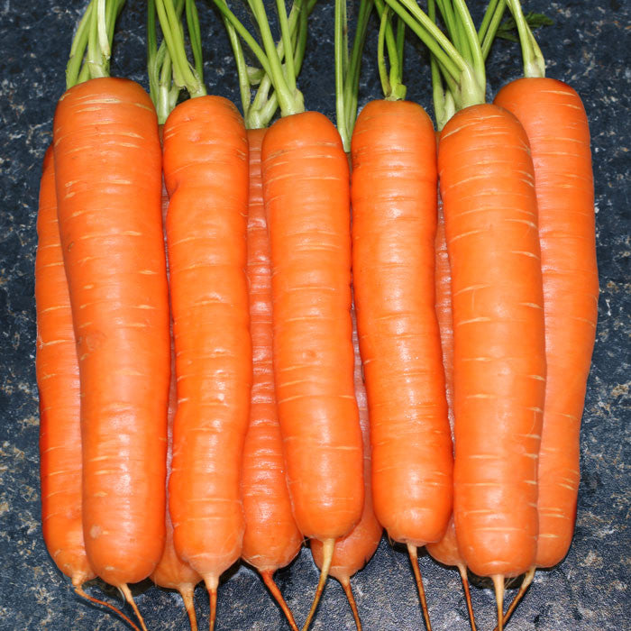 Carrot Yaya F1 Organic Seed Seeds