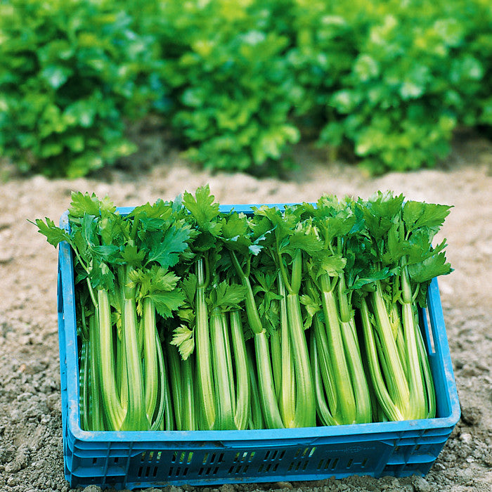 Celery Tango Organic Seed Seeds