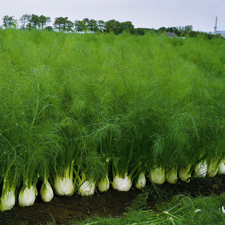 Fennel Orion F1 Organic Seed Seeds