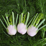 Fennel Orion F1 Organic Seed