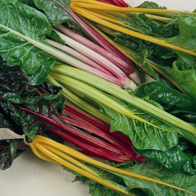 Swiss Chard Rainbow Blend Organic Seed Seeds