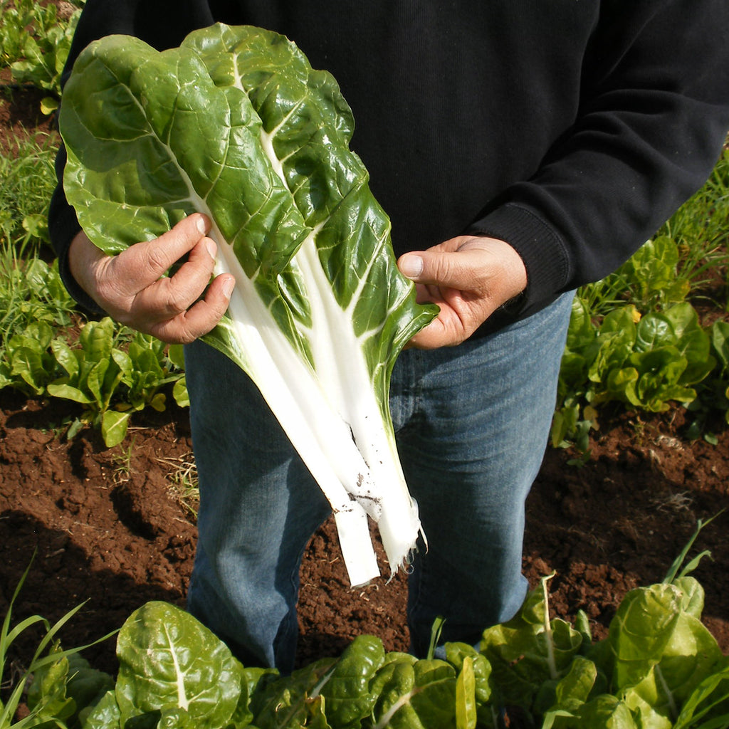 Swiss Chard Whity Organic Seed Seeds