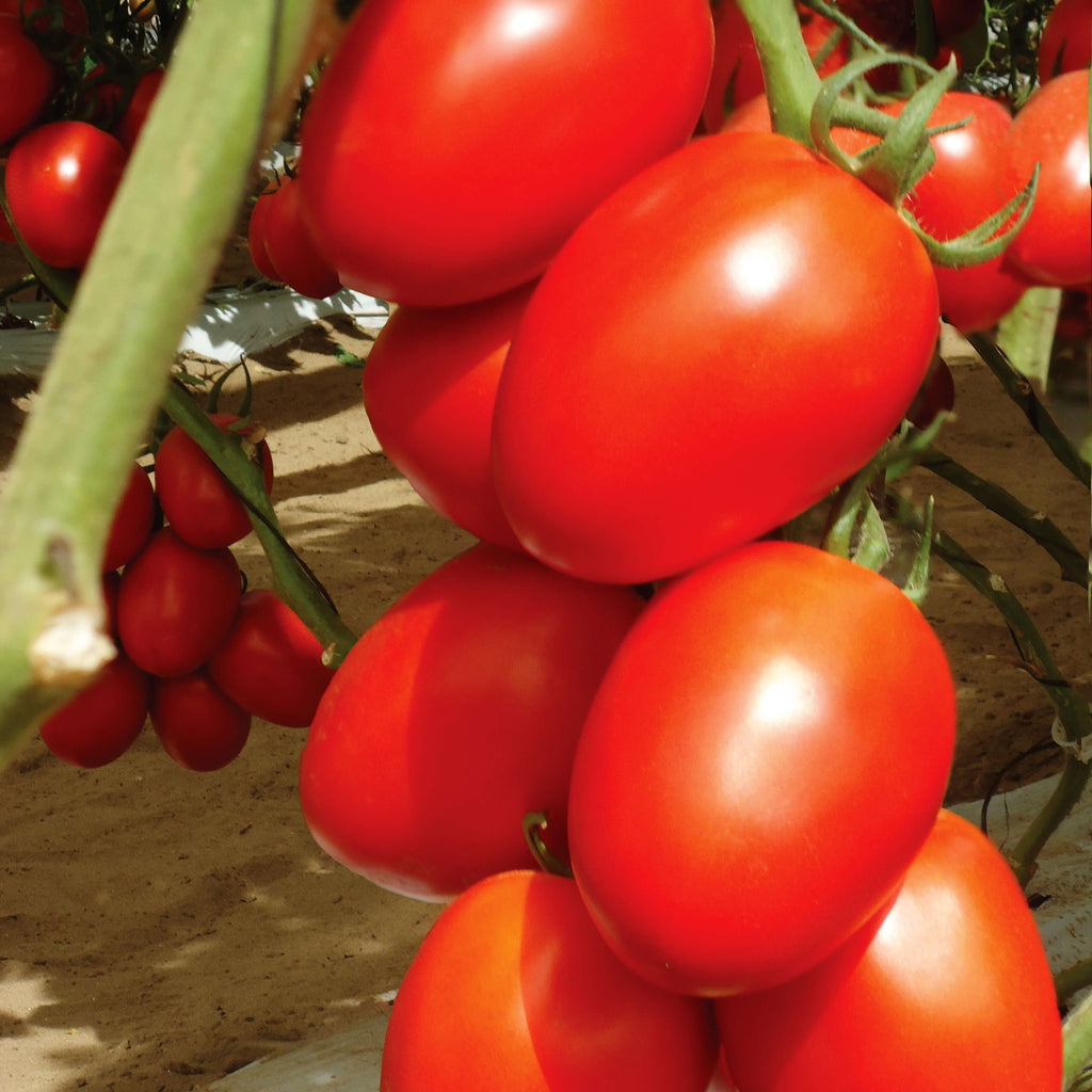 Tomato Granadero F1 Organic Seed Seeds