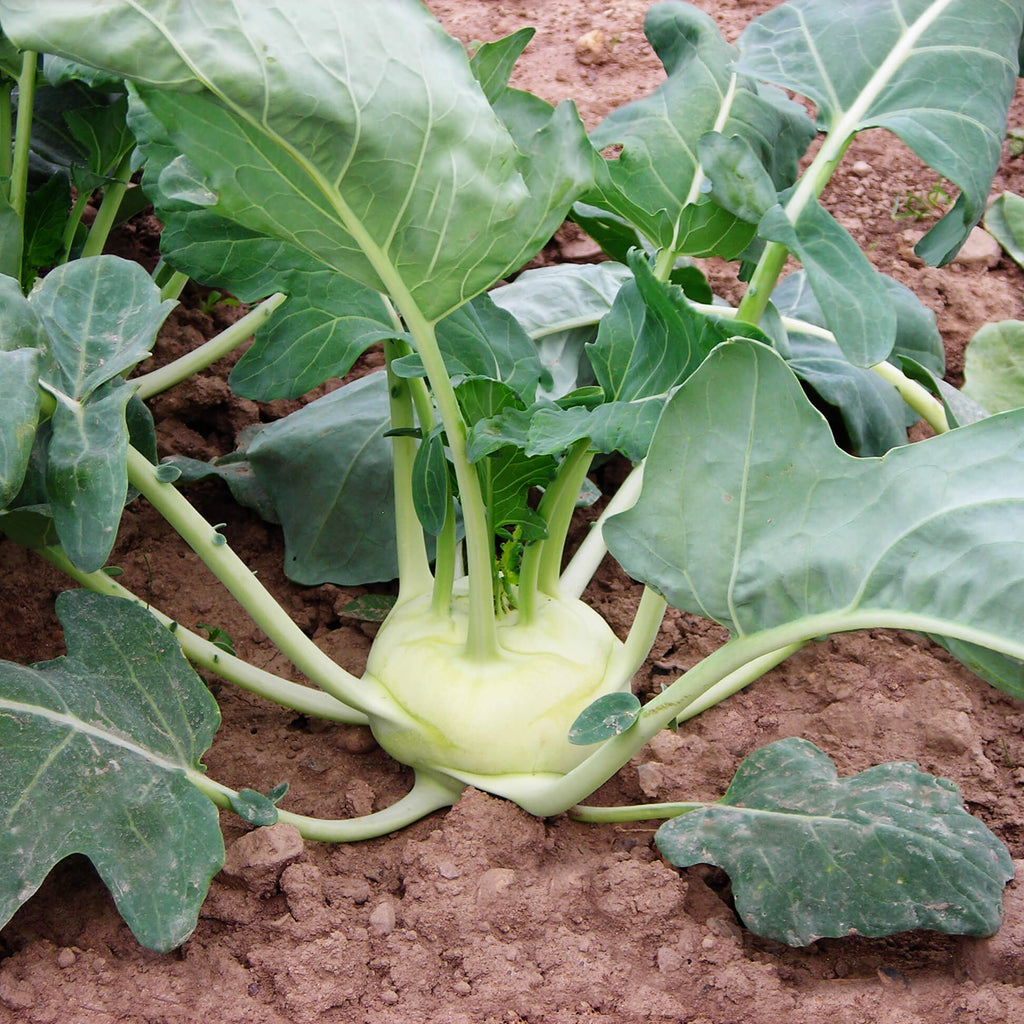 Kohlrabi Korist F1 Organic Seed Seeds