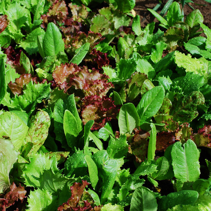 Lettuce Heirloom Cutting Blend Organic Seed Seeds