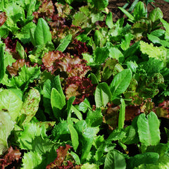 Lettuce Heirloom Cutting Blend Organic Seed