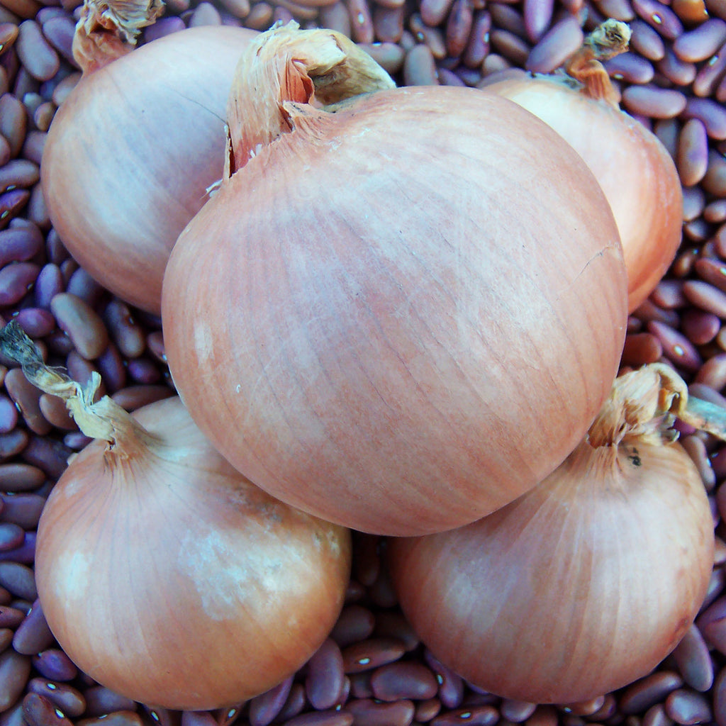 Onion Sedona F1 Organic Seed Seeds