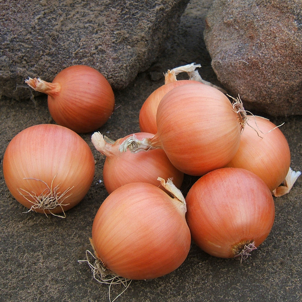 Onion Talon F1 Organic Seed Seeds