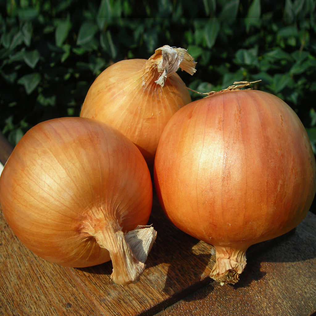 Onion Yankee F1 Organic Seed Seeds