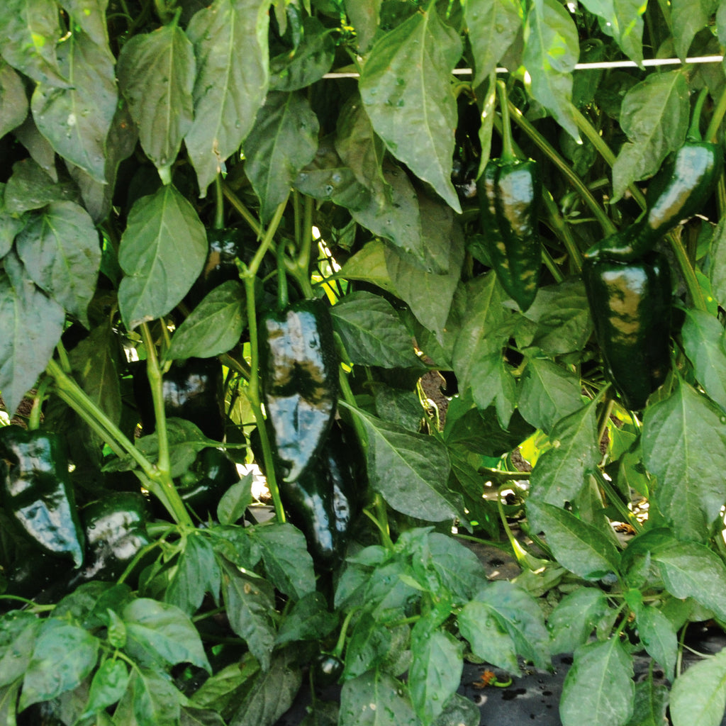 Pepper Bastan F1 Organic Seed Seeds