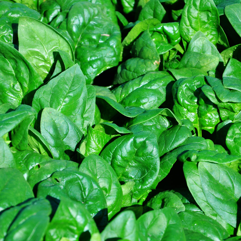 Spinach Regiment F1 Organic Seed Seeds