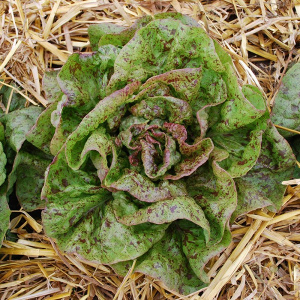 Lettuce Speckled Organic Seed Seeds