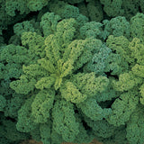 Kale Darkibor F1 Organic Seed