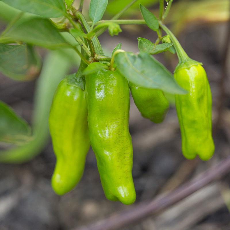 Pepper Takara F1 Seed Seeds