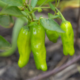 Pepper Takara F1 Seed