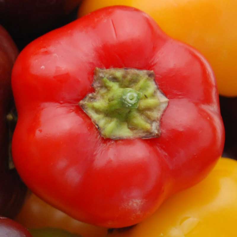 Pepper Mini Bell Red Organic Seed Seeds