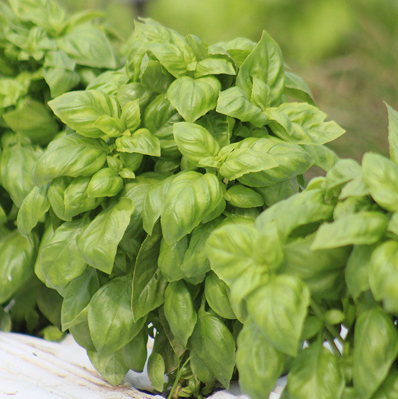 Basil Everleaf Genovese Seed Seeds