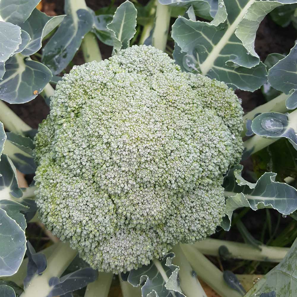 Broccoli Belstar F1 Organic  Seed Seeds