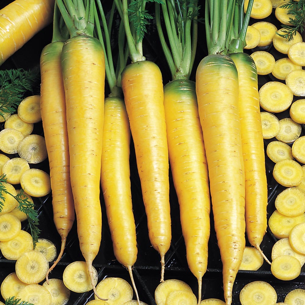Carrot Yellow Stone Organic Seed Seeds