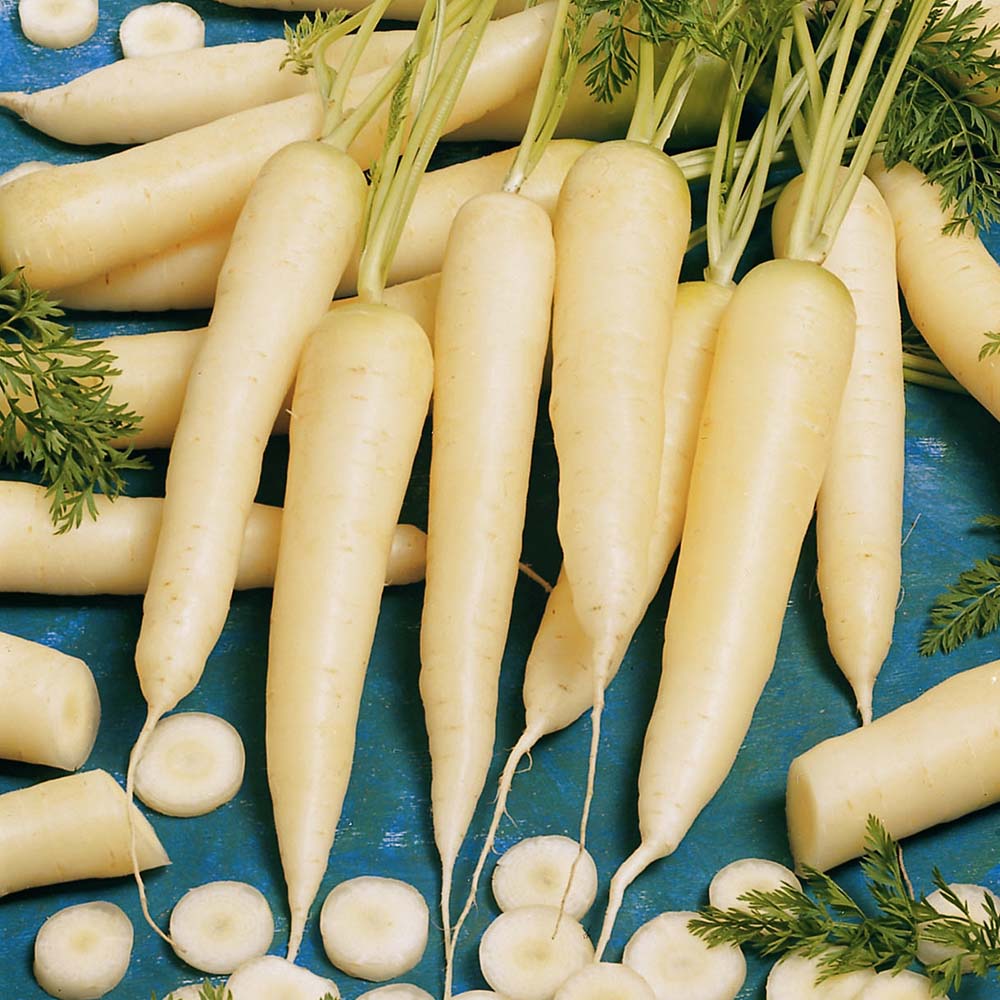 Carrot White Satin F1 Organic  Seed Seeds