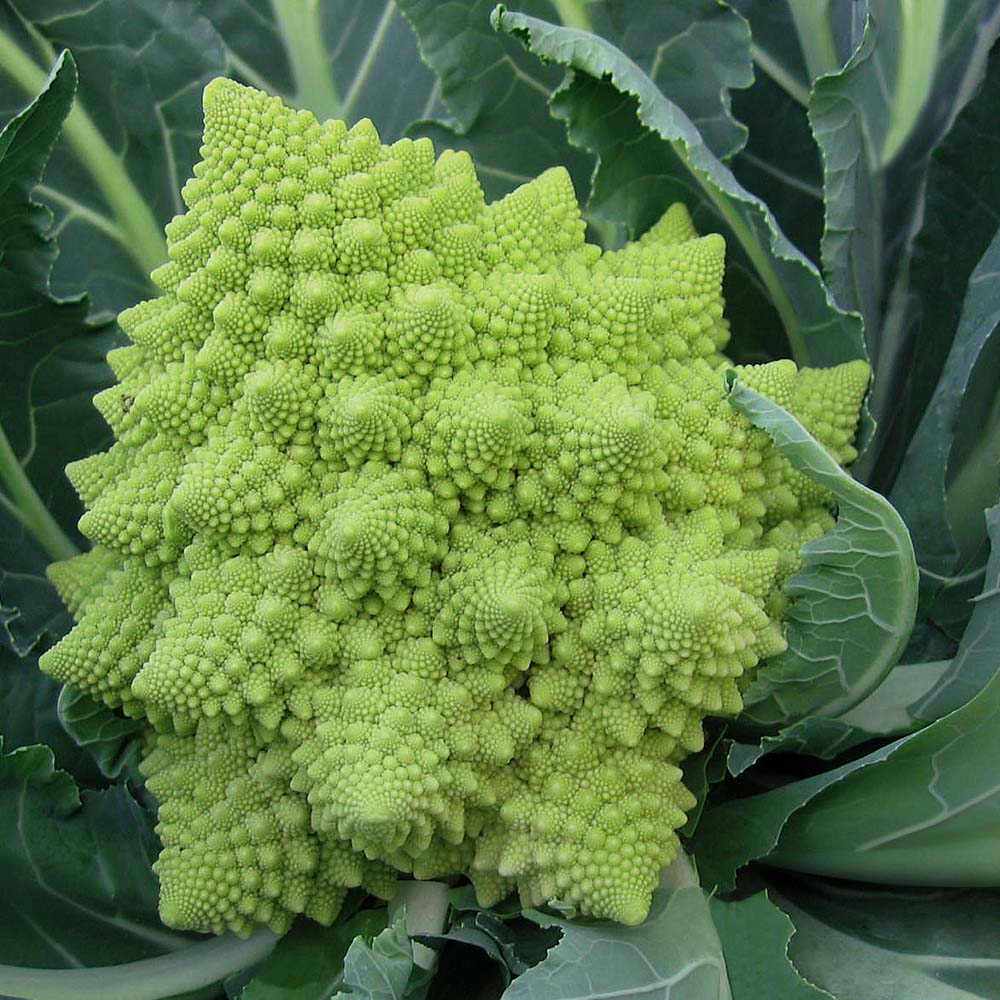 Cauliflower Veronica F1 Organic  Seed Seeds