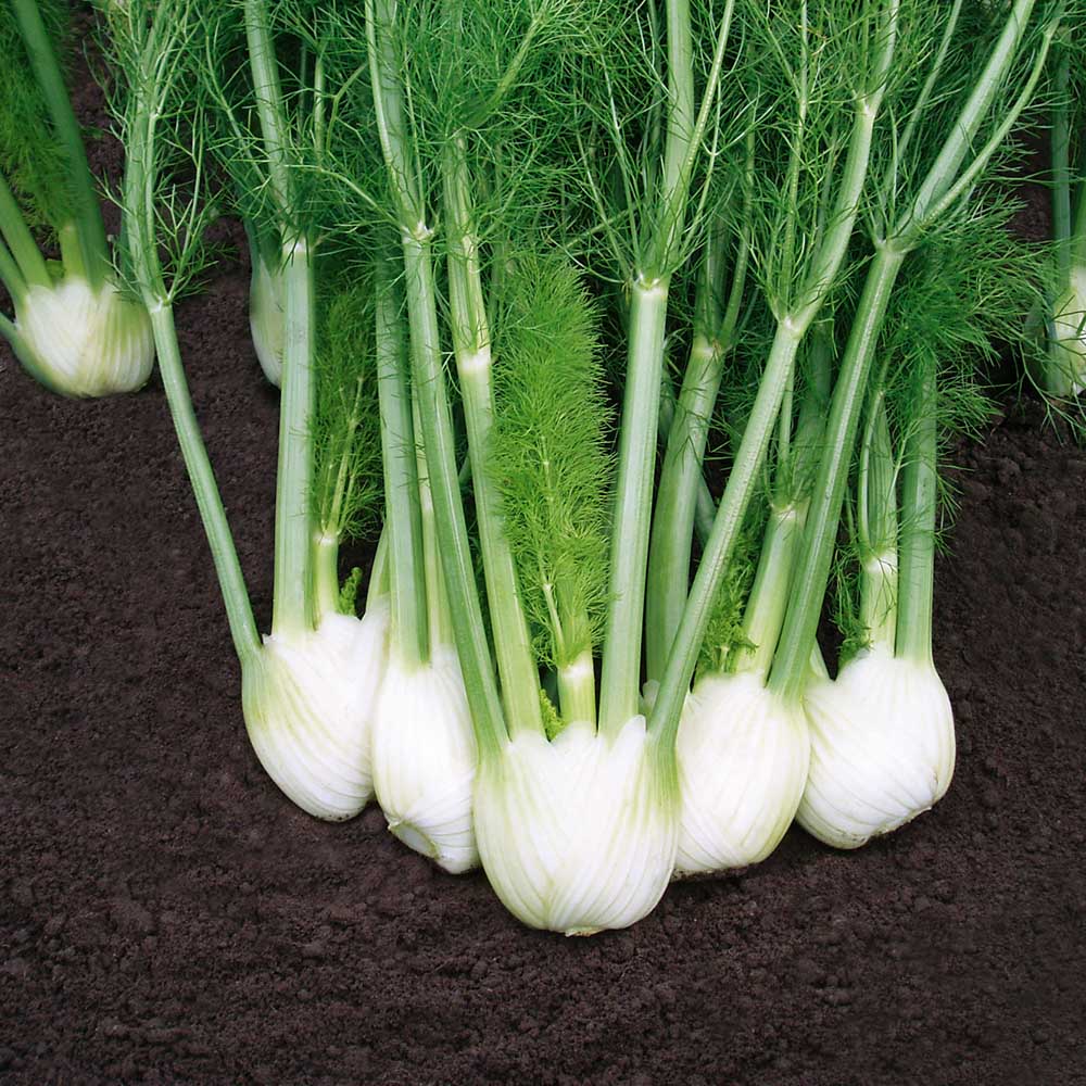 Fennel Solaris F1 Organic  Seed Seeds