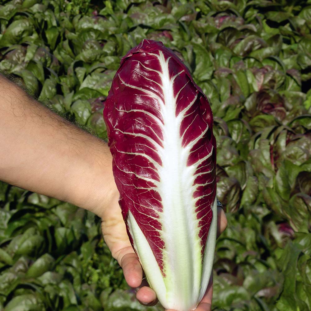 Radicchio Fiero F1 Organic Seed Seeds