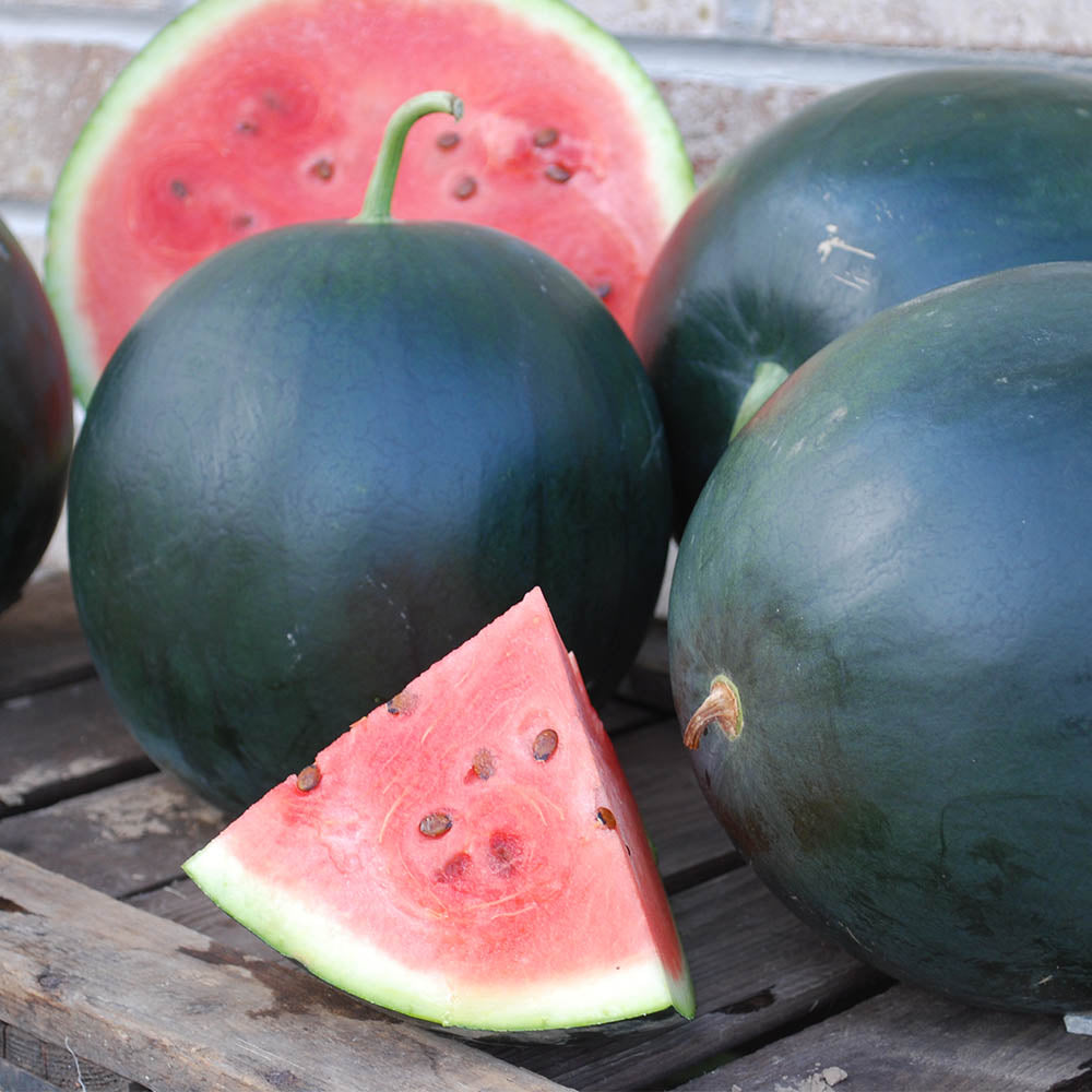 Watermelon Black Tail Mountain Organic Seed Seeds