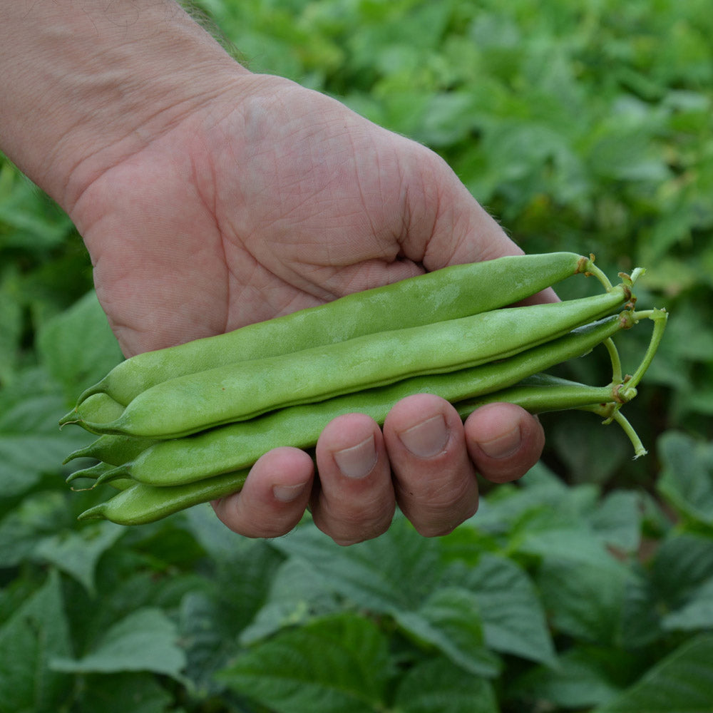 Bean Velero Seed Seeds