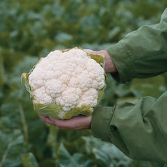 Cauliflower Flamenco F1 Seed