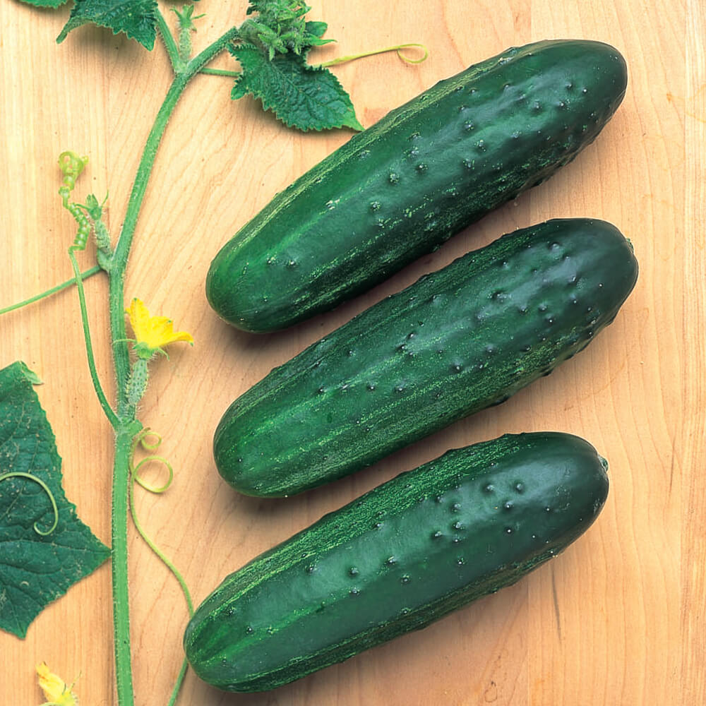 Cucumber Cross Country F1 Seed Seeds
