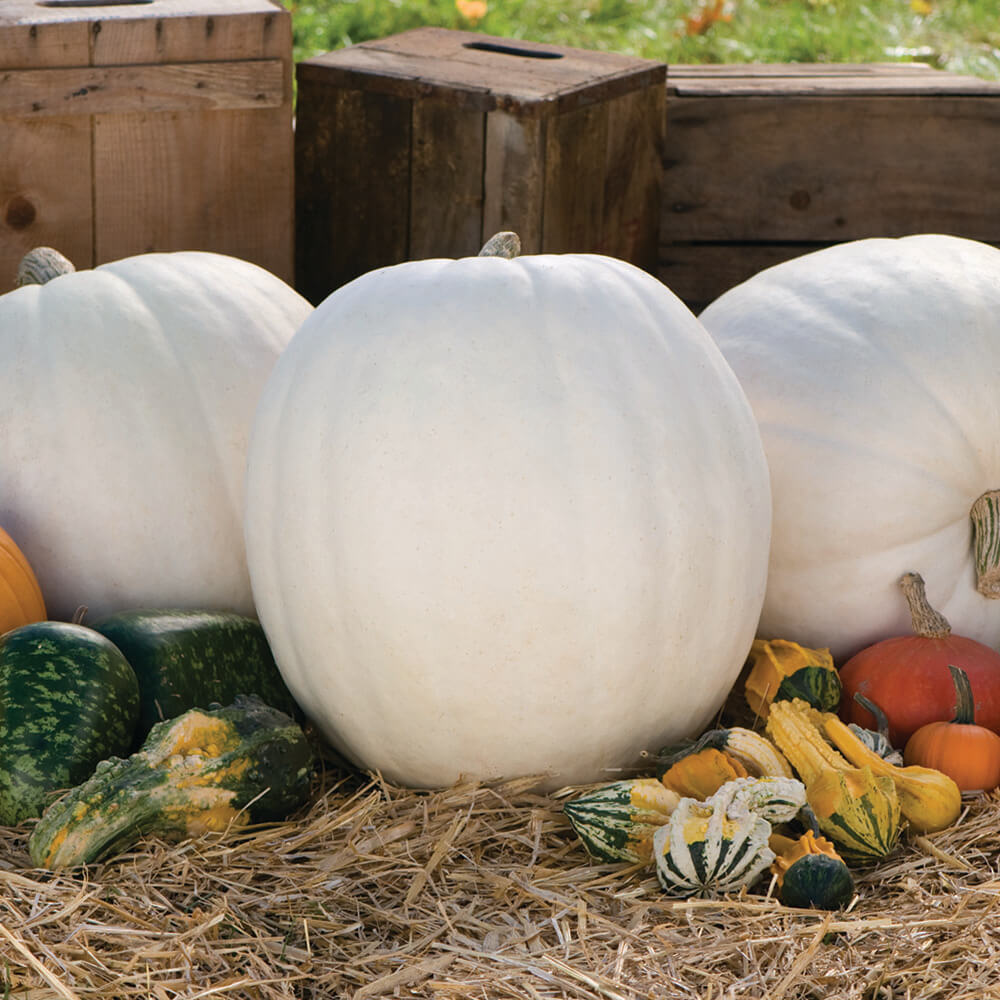 Pumpkin Polar Bear F1 Seed Seeds