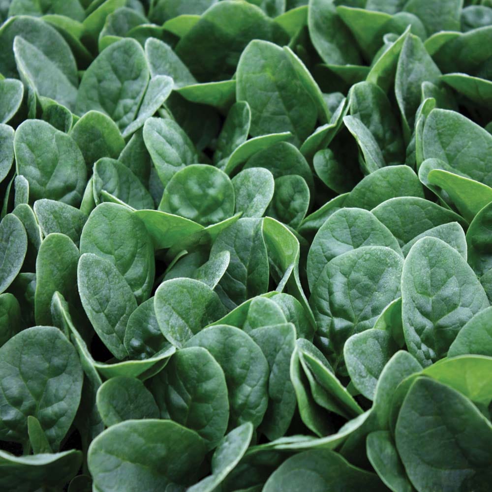 Spinach Seaside F1 Seed Seeds