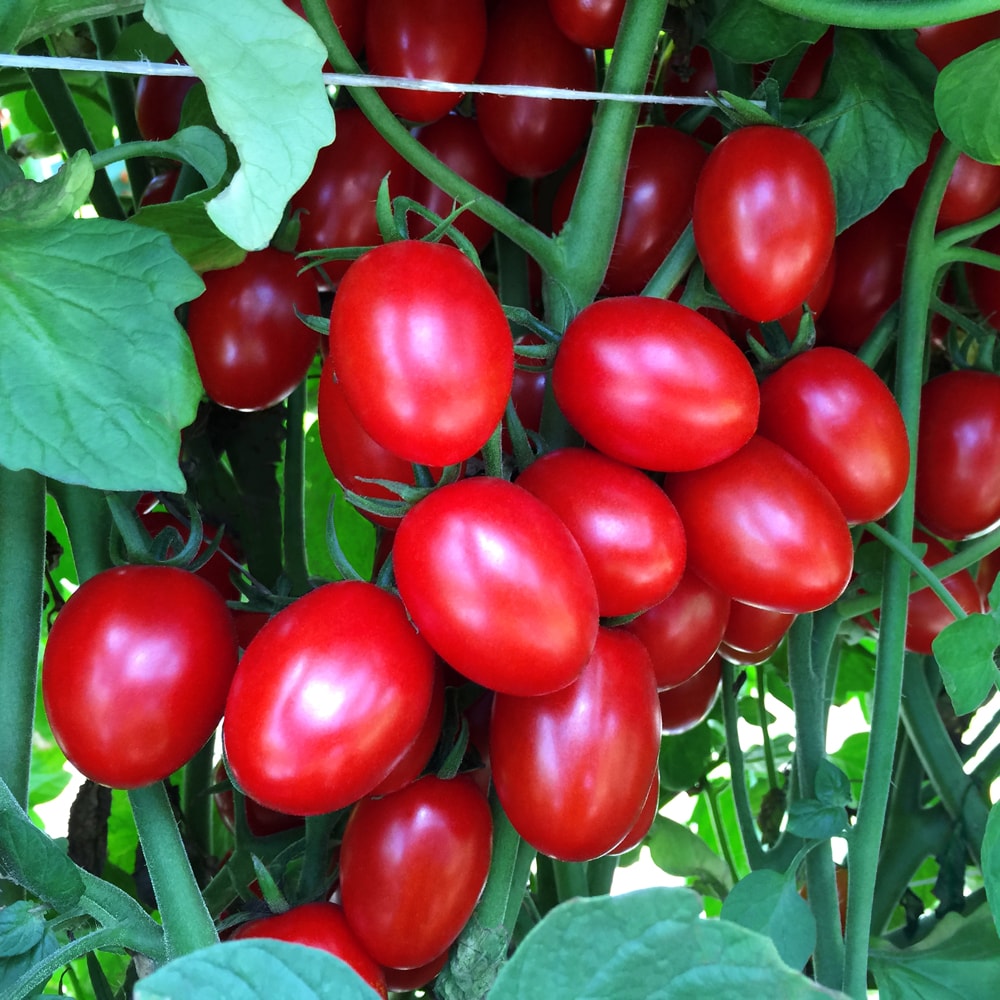 Tomato Ruby Crush F1 Seed Seeds