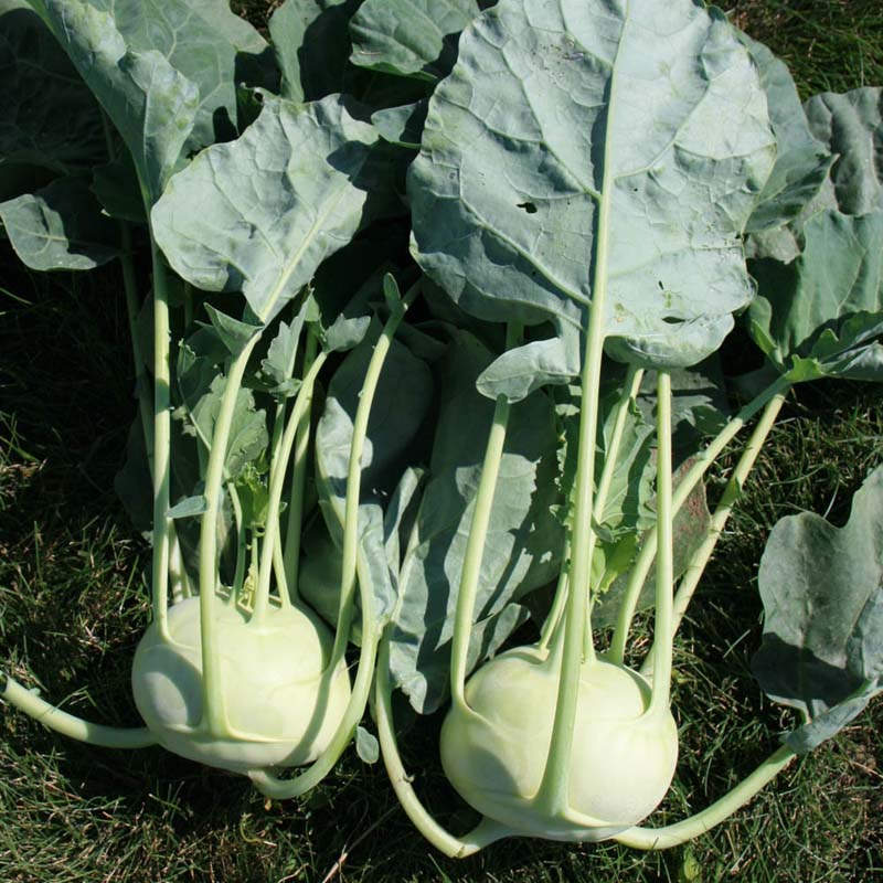 Kohlrabi Konan F1 Seeds