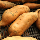 Sweet Potato Centennial