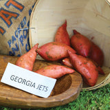 Sweet Potato Georgia Jet