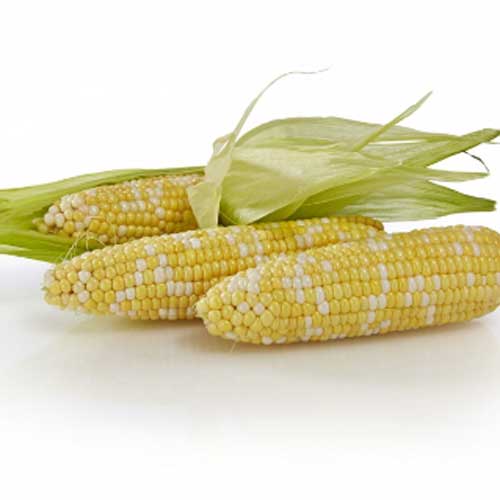 Sweet Corn Biotech Temptation II F1 Seed Seeds