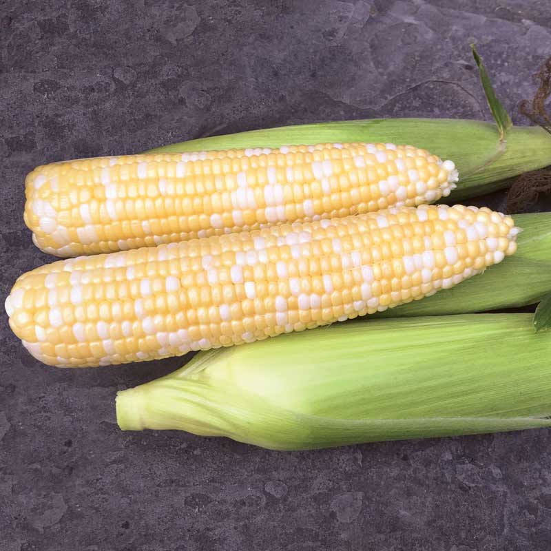 Sweet Corn Biotech Remedy F1 Seed Seeds